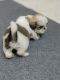 Shih Tzu Puppies for sale in HSR Layout, Bengaluru, Karnataka, India. price: 16000 INR