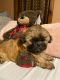 Shih Tzu Puppies for sale in Hartford, CT 06118, USA. price: $1,000