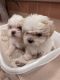 Shih Tzu Puppies for sale in Milwaukee, WI 53224, USA. price: $1,500