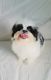 Shih Tzu Puppies for sale in Wonewoc, WI 53968, USA. price: NA