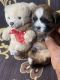 Shih Tzu Puppies for sale in Fort Worth, TX 76118, USA. price: NA