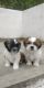 Shih Tzu Puppies for sale in Ramanthapur, Hyderabad, Telangana, India. price: 17000 INR