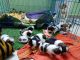 Shih Tzu Puppies for sale in Kadugodi BMTC Bus Station Rd, Maithri Layout, Kadugodi, Bengaluru, Karnataka 560067, India. price: 20000 INR