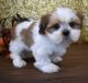Shih Tzu Puppies for sale in Caldwell, NJ 07006, USA. price: NA