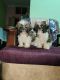 Shih Tzu Puppies for sale in Manjunath Nagar, Rajajinagar, Bengaluru, Karnataka, India. price: 20000 INR