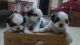 Shih Tzu Puppies for sale in Yeswanthpur, Bengaluru, Karnataka, India. price: 21000 INR