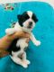 Shih Tzu Puppies for sale in Govindpuram, Ghaziabad, Uttar Pradesh, India. price: 25000 INR