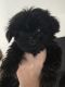 Shih Tzu Puppies for sale in Rosamond, CA, USA. price: $1,900