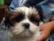Shih Tzu Puppies for sale in Greensboro, NC, USA. price: $1,200