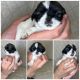 Shih Tzu Puppies for sale in Lubbock, TX, USA. price: NA