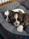 Shih Tzu Puppies for sale in Tallmadge, OH, USA. price: $600