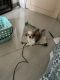 Shih Tzu Puppies for sale in Andhra Pradesh 534201, India. price: 35000 INR