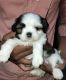 Shih Tzu Puppies for sale in New Delhi, Delhi, India. price: 18000 INR
