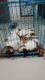 Shih Tzu Puppies for sale in Bhiwandi, Maharashtra, India. price: 15000 INR
