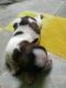 Shih Tzu Puppies for sale in Uttam Nagar, Delhi, 110059, India. price: 26000 INR