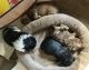 Shih Tzu Puppies for sale in Northern Township, IL, USA. price: $1,800