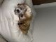 Shih Tzu Puppies for sale in Grand Rapids, MI, USA. price: $1,000