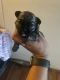 Shih Tzu Puppies for sale in Artesia, NM 88210, USA. price: NA