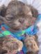 Shih Tzu Puppies for sale in Winston-Salem, NC, USA. price: $2,700