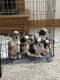 Shih Tzu Puppies for sale in Olathe, KS, USA. price: NA