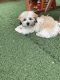Shih Tzu Puppies for sale in Portland, OR, USA. price: $7,000