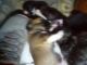 Shih Tzu Puppies for sale in Winona, MN 55987, USA. price: $300