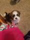 Shih Tzu Puppies for sale in Rogersville, MO 65742, USA. price: NA
