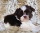 Shih Tzu Puppies for sale in Enid, OK, USA. price: $1,800