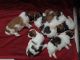 Shih Tzu Puppies for sale in Bhayandar, Mira Bhayandar, Maharashtra, India. price: 35000 INR