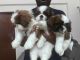 Shih Tzu Puppies for sale in Whitefield, Bengaluru, Karnataka, India. price: 40000 INR