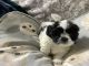 Shih Tzu Puppies for sale in Holts Summit, MO 65043, USA. price: NA