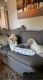 Shih Tzu Puppies for sale in Canton, MI, USA. price: NA