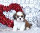 Shih Tzu Puppies for sale in Mt Croghan, SC 29727, USA. price: $650