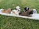 Shih Tzu Puppies for sale in Loudonville, OH 44842, USA. price: NA