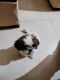 Shih Tzu Puppies for sale in Sunny Enclave, Kharar, Punjab 140301, India. price: 18000 INR