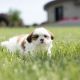 Shih Tzu Puppies for sale in Denver, CO, USA. price: $800