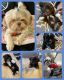 Shih Tzu Puppies for sale in Portland, OR, USA. price: $1,750