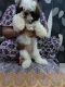 Shih Tzu Puppies for sale in Sector 7, Rohini, Delhi, 110085, India. price: 22000 INR