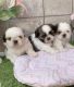 Shih Tzu Puppies for sale in S Carolina St, Avon Park, FL 33825, USA. price: NA