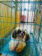 Shih Tzu Puppies for sale in Bandlaguda Jagir, Telangana, India. price: 18000 INR