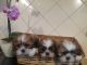 Shih Tzu Puppies for sale in SC-544, Myrtle Beach, SC, USA. price: NA
