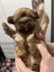 Shih Tzu Puppies for sale in Fort Worth, TX, USA. price: $1,200
