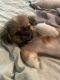 Shih Tzu Puppies for sale in Fayetteville, GA, USA. price: $900