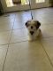 Shih Tzu Puppies for sale in Bowie, MD, USA. price: NA