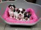 Shih Tzu Puppies for sale in Tennessee City, TN 37055, USA. price: $260