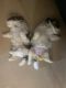 Shih Tzu Puppies for sale in Delhi, India. price: NA