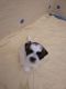 Shih Tzu Puppies for sale in Humble, TX, USA. price: $700