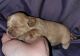 Shih Tzu Puppies for sale in Jackson, AL 36545, USA. price: $2,000