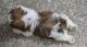 Shih Tzu Puppies for sale in Fatehpur Beri, New Delhi, Delhi 110074, India. price: 32000 INR