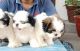 Shih Tzu Puppies for sale in Ambala, Haryana, India. price: 15000 INR
